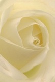 This intimate portrait brings you into the very heart of a freshly opened cream-white rose, carefully styled by local Ealing florists as if for a cherished occasion at Pitzhanger Manor. The spiraling petals open with patient grace, their delicate, near-translucent edges softly touched by diffused light. Gentle shadows curl within ivory folds, crafting depth that draws the eye inward-a quiet drama reminiscent of calm mornings or heartfelt gestures between friends. The overall effect radiates tranquility and reverence, ideal for conveying sympathy, genuine admiration, or celebrating a hopeful new chapter. One almost senses the rose's faint, sweet fragrance, a presence both understated and unforgettable. In this close view, the artistry and care invested by your neighbourhood florist become apparent, allowing every event in Ealing-be it joyful or solemn-to be marked with meaningful beauty and emotion.